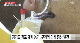 김포 돼지 농장, 2년 만에 구제역 의심 증상 발견…가축 이동 통제