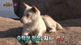 TV 동물농장 수락산 백구, 수락산 등산객의 시선을 한 몸에 받는 의문의 견공…그의 사연은?