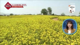 생생 정보마당 아직도 꽃놀이 못 갔다면…안성 유채꽃 축제 13일까지