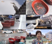 순간포착 세상에 이런일이 3년째 건강원의 미꾸라지 훔쳐 먹는 왜가리