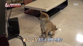 TV 동물농장 유재환 반려견 명수…음악 즐기는 9개월 시바견 귀여움 폭발