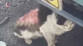 TV 동물농장 등가죽이 벗겨진 채 발견된 고양이 참혹…도대체 무슨 일이?