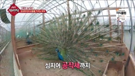 생생 정보마당 공작새, 세라마, 금계…800마리의 새가 있는 새농장