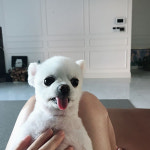 차세찌♥한채아, 순심이 근황 공개…더워서 혀가 더 나왔어요