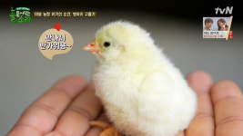 풀 뜯어먹는 소리 태웅농장 막내 청계 병아리 부화, 귀여움 폭발!…정형돈 눈에서 꿀이 뚝뚝