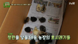 풀 뜯어먹는 소리 태웅농장 막내 청계 병아리 부화, 귀여움 폭발!…정형돈 눈에서 꿀이 뚝뚝