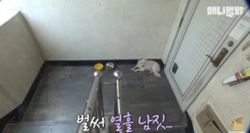 TV동물농장 장군이 화제, 빈집 앞서 주인 기다리는 백구 시청자 울려…정선희 백구 장군이 사연에 눈물