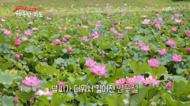 구석구석 대한민국 행복한 지도 충북 보은 여행, 향기로운 풍경 연꽃공원…연잎·대추 들어간 밀크셰이크·머핀 입이 즐거워