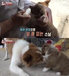 TV동물농장 스님, 강아지와 육아전쟁 빠진이유‥가슴 절절한 어미 개의 모성애