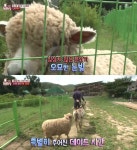 TV동물농장 당나귀-양, 사랑에 빠졌다‥반전 삼각관계 주인공은?