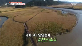 생방송 오늘 저녁 전남 순천 여행, 순천만슾지 갈대숲 물결 장관 이뤄 뭉클!
