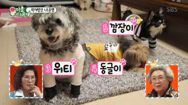 미운우리새끼(미우새) 김영희 母女, 반려견 6마리 근황 공개 귀여운 댕댕이!