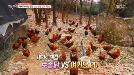 생방송 오늘 저녁 김포 산닭매운탕·산닭백숙 맛집, 하루 단 15마리만 파는 토종닭 요리!