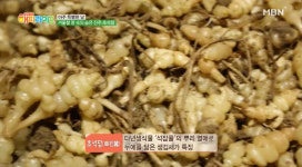 언 땅의 숨은 진주 초석잠, 네티즌 이목 집중…효능은?
