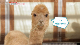 생방송 오늘 저녁 강원 홍천 여행, 알파카와 함께 노는 알파카월드 위치는?