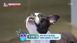 TV 동물농장 귀신 보이는 강아지?…허공 응시하며 짖는 강아지, 왜?