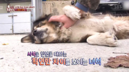 TV 동물농장 최전방 특공 부대 강아지 콜리…민간인만 보면 왈왈
