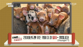 오늘밤 김제동 제목학원, 새끼 황금돼지들 사진에 행복도 이렇게 차곡차곡 쌓으면 돼지