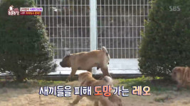 TV 동물농장 샤페이 5남매 탄생…새끼 피하는 아빠 레오, 왜?