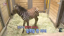 TV 동물농장 새끼 얼룩말 루카…가짜 엄마 인형으로 국내 최초 인공포육