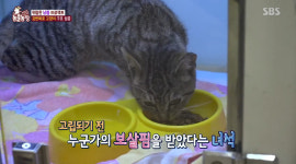 TV 동물농장 강변북로 교각 위 고양이가 있다?…12m 상공에서 들려온 SOS