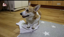 TV 동물농장 눈치 100단 천재견 웰시코기 아리…신동엽 개인비서 같다 극찬