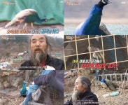 순간포착 세상에 이런일이 동네 마스코트 공작 가출사건, 이집 저집 마실다니는 공작새 이야기