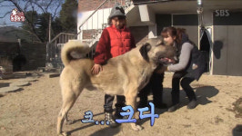 TV 동물농장 늑대 잡는 개 캉갈 부부…초대형 크기 깜짝