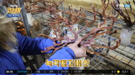'구석구석 코리아' 경기 연천 여행, 열두개울버섯마을에서 굼벵이 맛 본 아비가일 "사르르 녹는 크림 같은 느낌"