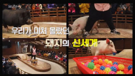SBS 스페셜 우리나라 최초 돼지박물관 돼지보러오면돼지 위치는? 개보다 똑똑