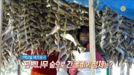 생방송 오늘 저녁 전남 장성 아치실마을 여행, 밥도둑 축령산 편백굴비 침샘 자극