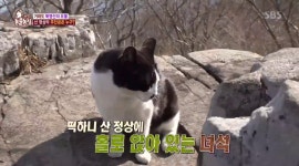 [종합] TV 동물농장, 매너 관람견 광순이-미니 말을 모는 웰시코기 말똥이-산오름냥이 소개