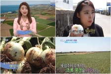 [★픽] 6시 내고향 박민지 리포터, 제주도 햇양파 농장 방문…양퍄에서 단맛이 난다?