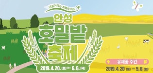 안성팜랜드, 호밀밭·유채꽃 축제 진행 이벤트 궁금증UP…반려견 놀이공원 파라다이스독은?