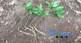 6시 내고향, 충남 천리포수목원 목련꽃부터 방울토마토까지…다양한 정보 눈길