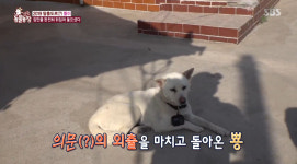 [종합] TV 동물농장 걸핏하면 탈출하는 강아지 뿅이+사춘기 물범 꼬망이+동두천 새끼냥이가 버려진 이유는?
