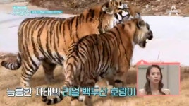 [아빠본색 2부 종합]  단식원을 탈출한 태진아와 백두산 호랑이를 만난 브라이언 가족