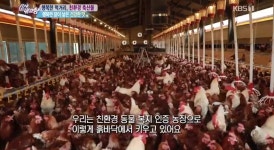 [종합] 6시 내고향 부여 송정그림책마을, 부산 전갱이매운탕, 친환경계란농장, 함평 유황석 해수찜 부여서동연꽃축제는 언제?