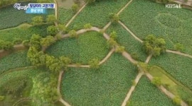 [종합] 6시 내고향 부여 송정그림책마을, 부산 전갱이매운탕, 친환경계란농장, 함평 유황석 해수찜 부여서동연꽃축제는 언제?