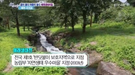 6시 내고향 제주 농어촌 체험마을 예래생태마을에서 여름휴가를! 논짓물에서 물놀이를 하고 낚시와 물총싸움도!