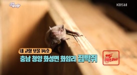 '6시 내고향' 충남 청양 화성면 화암리 마을의 보물 집박쥐! ''친환경 농사를 도와주는 해충잡는 박쥐랍니다. ''