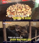 생방송아침이좋다 양주 흑돼지농장 팜파티 인기, 9천원 흑돼지생고기 맛집 위치는? 송인만♥김윤희 부부의 시골살이
