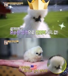 [★픽] 서민갑부 반려닭 시대, 관상용 닭·병아리 판매 농장 위치는? 석지훈 씨 연 매출 20억!