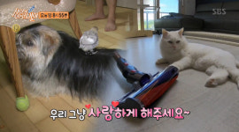 세상에 이런일이 병아리 돌보는 강아지+청소기와 사랑에 빠진 고양이