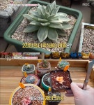 생방송오늘아침 키우며 돈 버는 다육식물 재테크? 소낙비 다육티비 김천숙 연 매출 7천!