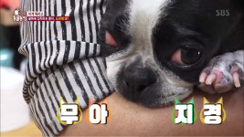 동물농장 보스턴 테리어 뚱이, 팔뚝에 집착하는 이유는?