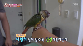 동물농장 임학역에서 길 잃은 코뉴어 앵무새 풀잎이, 대체 주인은 어디 계십니까?
