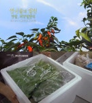 [종합] 다큐멘터리3일 언니네텃밭 봉강공동체, 소비자 식탁 책임지는 제철꾸러미!
