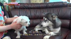 TV동물농장 허스키♡말티즈의 이례적 러브스토리로 말스키 6남매 탄생…수의사도 깜짝
