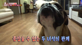 TV동물농장 50kg 잉글리쉬 쉽독 복순 vs 20kg 그레이트 페레니즈 춘향…대혈투에 피까지